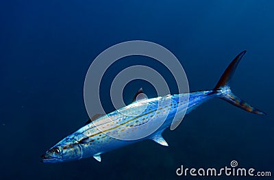 Cero mackerel fish Stock Photo