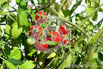 Cerry tomatoes grows on branch deep in the garden in sunny summer day horizontal view Stock Photo