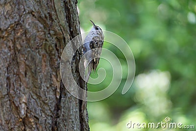 Certhia familiaris is sitting on a tree Stock Photo