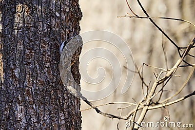 (Certhia familiaris) on a tree where it searches for food Stock Photo