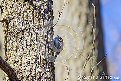 (Certhia familiaris) on a tree where it searches for food Stock Photo