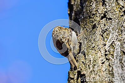 (Certhia familiaris) on a tree where it searches for food Stock Photo