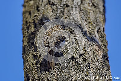 (Certhia familiaris) on a tree where it searches for food Stock Photo