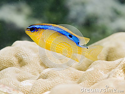 Cerulean Damsel Stock Photo