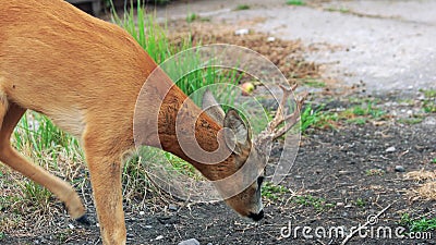 Ciervos Lindos Que Juegan Junto En El Desierto Debajo De Una Palmera
