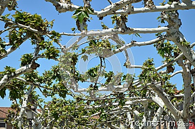 Cervantes Square With Some Lovely Intertwined Trees Birthplace Of Miguel De Cervantes. Architecture Travel History. Stock Photo