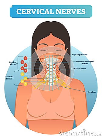 Cervical nerves medical anatomy diagram vector illustration. Human neurological network scheme in neck region. Vector Illustration