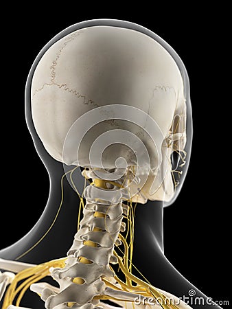 The cervical nerves Cartoon Illustration