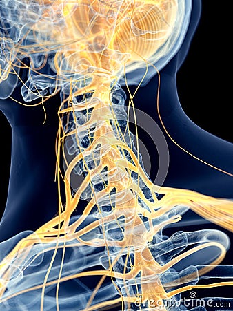 The cervical nerves Cartoon Illustration