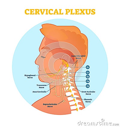 Cervical Plexus anatomical nerve diagram, vector illustration scheme with neck cross section. Vector Illustration