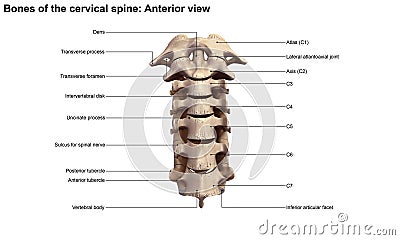 Cervical Spine Stock Photo