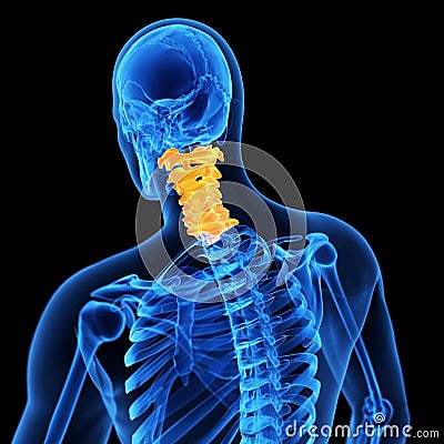 The cervical spine Cartoon Illustration