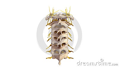 Cervical spine with Nerves posterior view Stock Photo