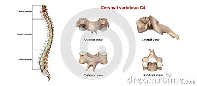 Cervical Vertebrae C4 Stock Photo