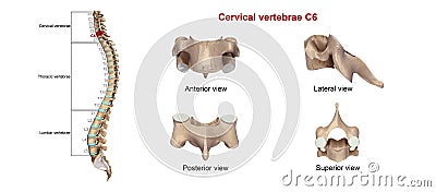 Cervical Vertebrae C6 Stock Photo