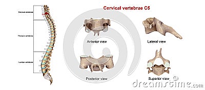 Cervical Vertebrae C5 Stock Photo