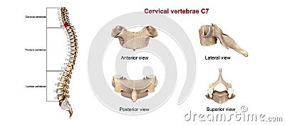 Cervical Vertebrae C7 Stock Photo