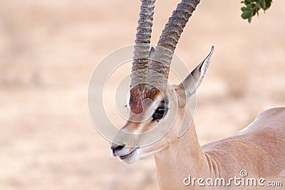 Cervicapra (bohor reedbuck), antelope of central Africa. Stock Photo
