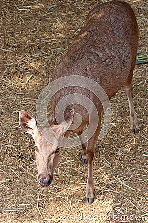 cervid (sambar deer) in a zoo in thailand Stock Photo