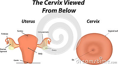 The Cervix Vector Illustration