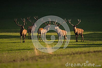 Group of red deers standing on meadow Stock Photo