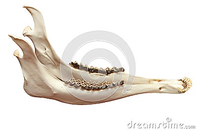 Cervus elaphus mandible Stock Photo