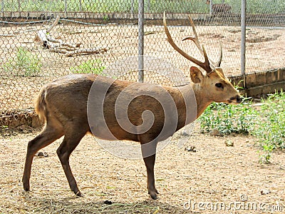 Cervus eldii thamin in Wild Animal Caring and Breeding Center Stock Photo