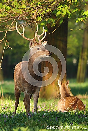 Cervus nippon male and female Stock Photo