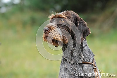 Cesky Fousek Stock Photo