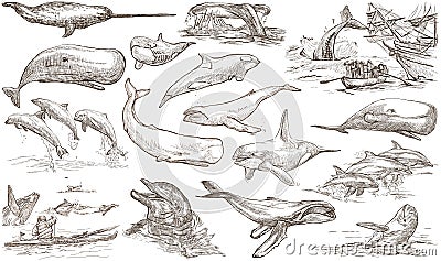 Cetaceans, Cetacea - An hand drawn pack, freehand sketching - full sized collection on white, isolated. Cartoon Illustration