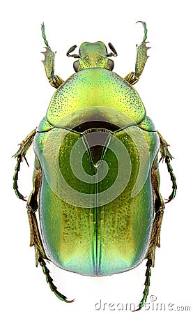 Cetonia aurata Stock Photo