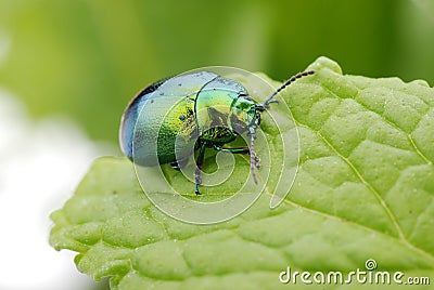 Cetonia aurata Stock Photo