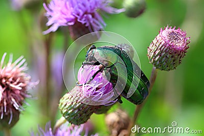 Cetonia aurata Stock Photo