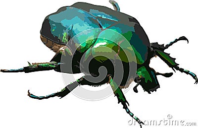 Cetonia aurata called the green rose chafer is a beetle that has a metallic structurally coloured green and a distinct V-shaped Vector Illustration