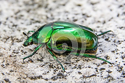 Cetonia aurata, called the rose chafer or the green rose chafer, is a beetle, 20 millimetres long, that has a metallic body Stock Photo