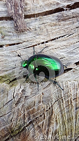 Cetonia aurata, called the rose chafer or the green rose chafer, is a beetle Stock Photo