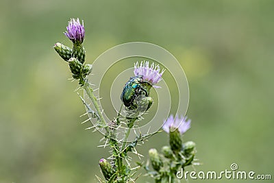 Cetonia aurata or Green Chafer beetle on a flower Stock Photo