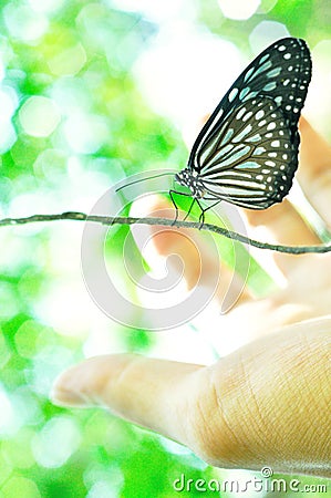 Ceylon blue glassy tiger butterfly - Ideopsis similis, hand, insect, beauty in Nature, Mobile phone wallpaper, vertical Stock Photo
