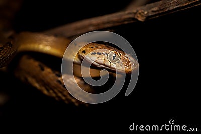 Ceylon Cat Snake, Boiga ceylonensis Stock Photo