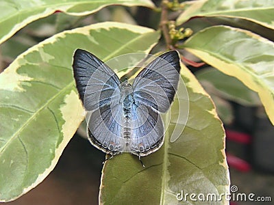 Ceylon Cerulean Butterfly Stock Photo