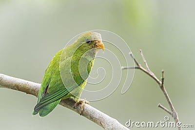 Ceylon Hanging-Parrot in Ella, Sri Lanka Stock Photo