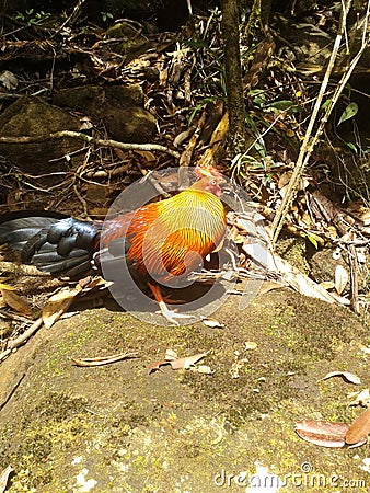 The ceylon jungle fowl(gallus lafayetii) Stock Photo