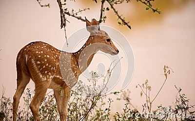 Ceylon spotted deer approaching the waterhole in the evening. Beautiful wild animals in the Yala national park Stock Photo