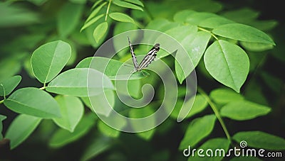 Ceylon tiger butterfly perched on green leaves Stock Photo