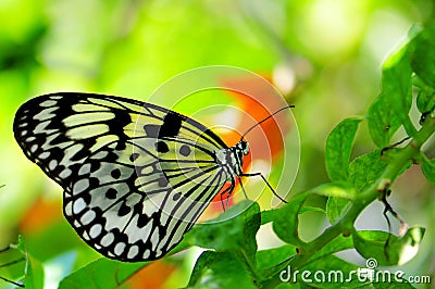 Ceylon Tree Nymph butterfly Stock Photo