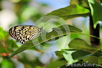 Ceylon Tree-Nymph butterfly standing on leaf Stock Photo