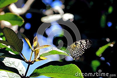 Ceylon Tree-Nymph butterfly standing on leaf Stock Photo