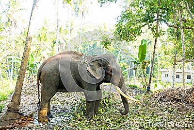 Ceylon wild elephant in tropical jungle Stock Photo