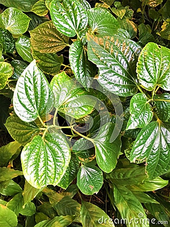 Cha Ploo or Wildbetal Leafbush.Herbal and medicine and also can cook for food. Stock Photo