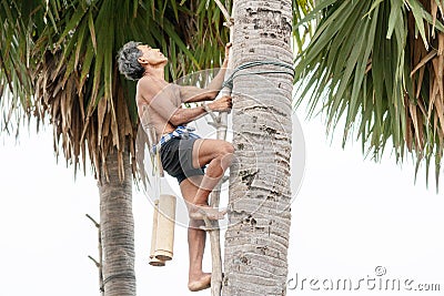 CHACHOENGSAO, THAILAND - MAY 12,2019 : Farmer middle-aged man climbing the palmyra palm tree or science name Borassus flabellifer Editorial Stock Photo